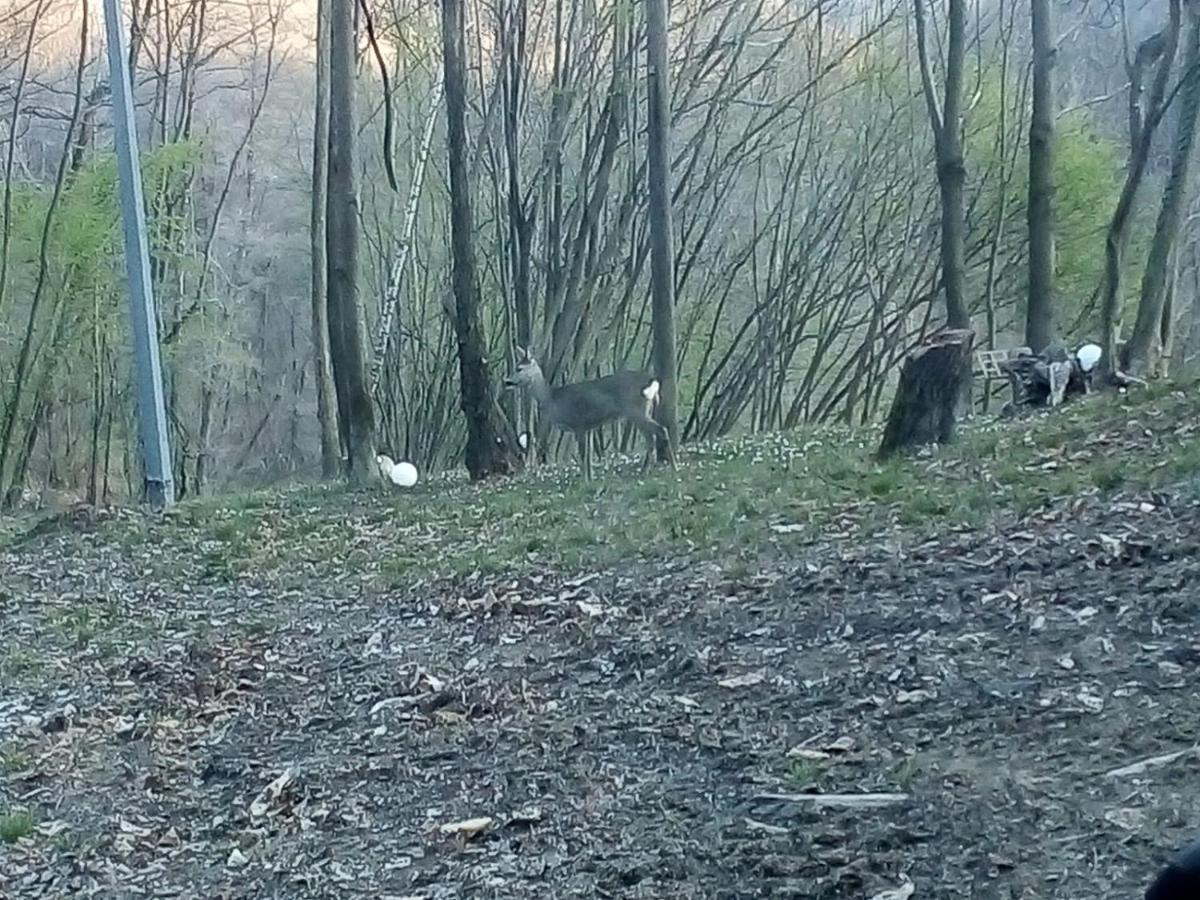 Appartamento La Casa Nel Bosco Rueglio Extérieur photo
